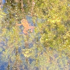 Meet your Posher, Winnie ann